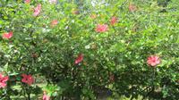 Botanischer Garten auf Mahé