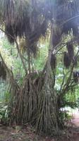 Botanischer Garten auf Mahé