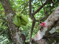 Botanischer Garten