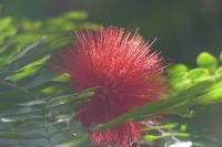Botanischer Garten