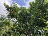 Brownea macrophylla