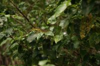 Chamäleon im Baum
