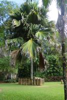 Coco de Mer