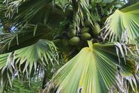 Coco de Mer