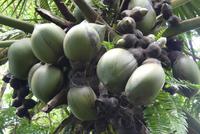 Coco de Mer