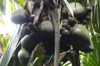 Coco de Mer