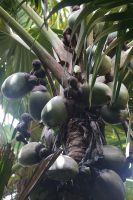 Coco de Mer