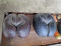 Coco de mer