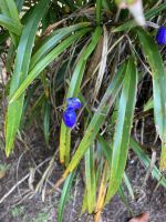 Daniella ensifolia - Chinesische Flachslilie