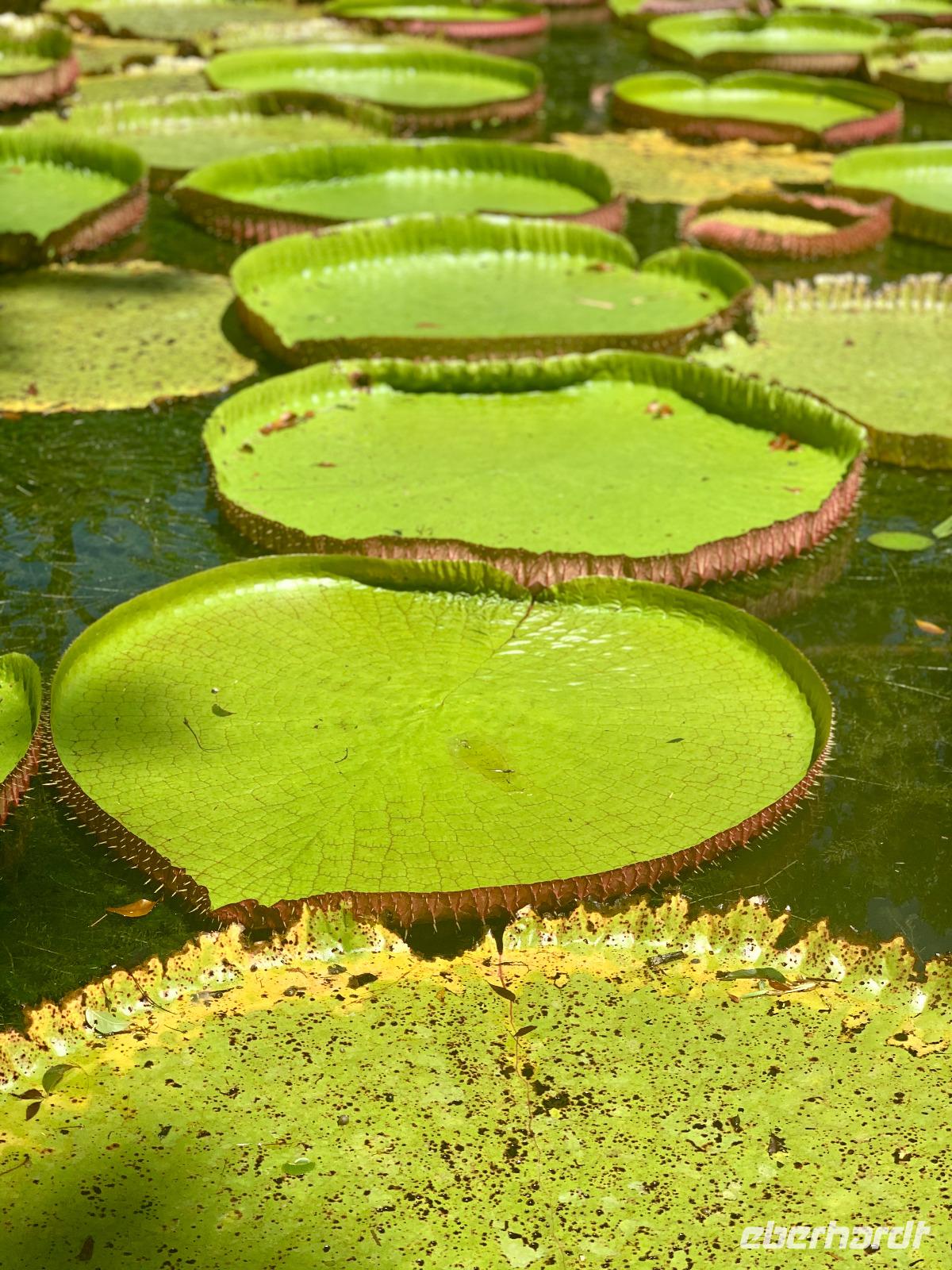 Der Riesenseerosenteich im Botanischen Garten
