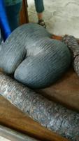 Die endemische Coco de Mer