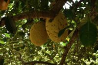Durian