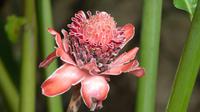 Fackelingwerblume