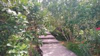 Gewürzgarten Jardin du Roi