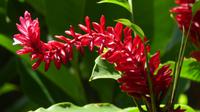 Heliconia (?)
