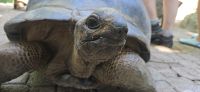 Ile Moyenne Riesenschildkröte