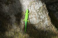 Insel Curieuse