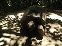 Insel Moyenne