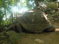 Insel Moyenne