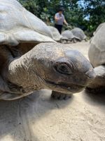 Inselrundfahrt Mahé Teil 2 - Botanischer Garten von Victoria