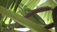 Jardin du Roi, Coco de Mer