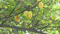 Karambola