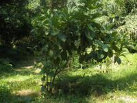 Mahé - Noni Frucht