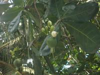 Mahé