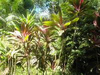 Mahé