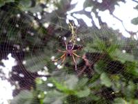 Palmspinne