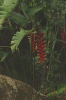 Papagaienblume