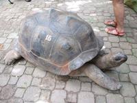 Riesenschildkröte auf Moyenne