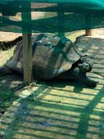Riesenschildkröten - auch im Botanischen Garten zu Hause