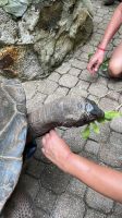 Riesenschildkröten auf Moyenne Island