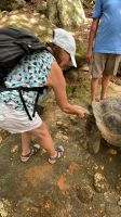 Riesenschildkröten auf Moyenne Island