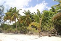 Rundfahrt - Praslin