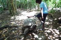 Schildkröte Insel Cousin