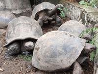 Schildkröten auf den Seychellen