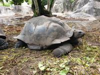 Schildkröten in La Digue, Seychellen (6)
