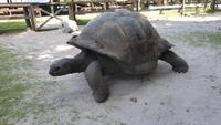 Schnorchelausflug Vögel Insel, Riesenschildkröten auf Curieuse und Schnorcheln bei St. Pierre (26)