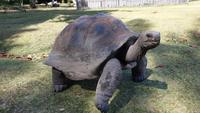 Schnorchelausflug Vögel Insel, Riesenschildkröten auf Curieuse und Schnorcheln bei St. Pierre (27)