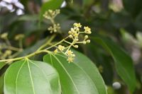 Seychellen - Mahe - Zimtblüte