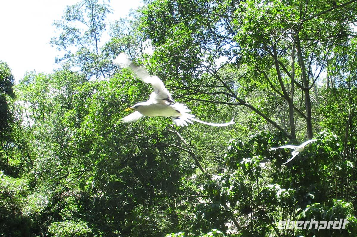 Tropicvogel