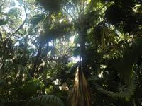 Vallée de Mai