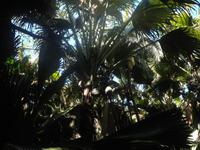 Vallée de Mai