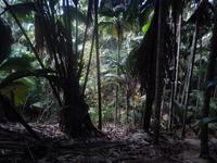 Vallée de Mai