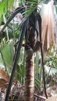 Vallee de Mai Nationalpark