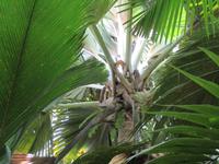 Vallee de Mai