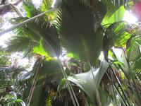 Vallee de Mai