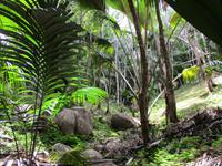 Vallee de Mai